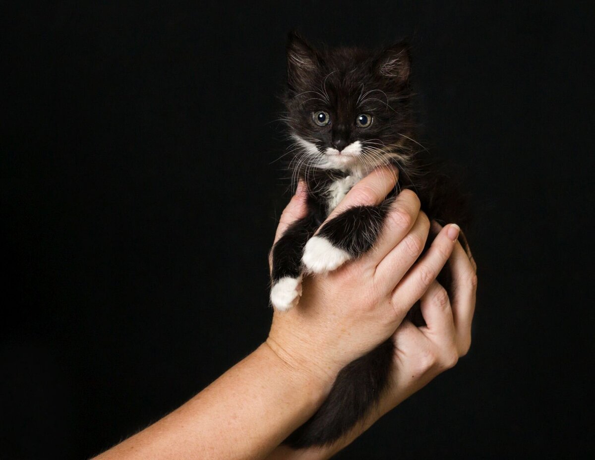 lilla-bordas-portraits-tampa-CAT-photographer1247