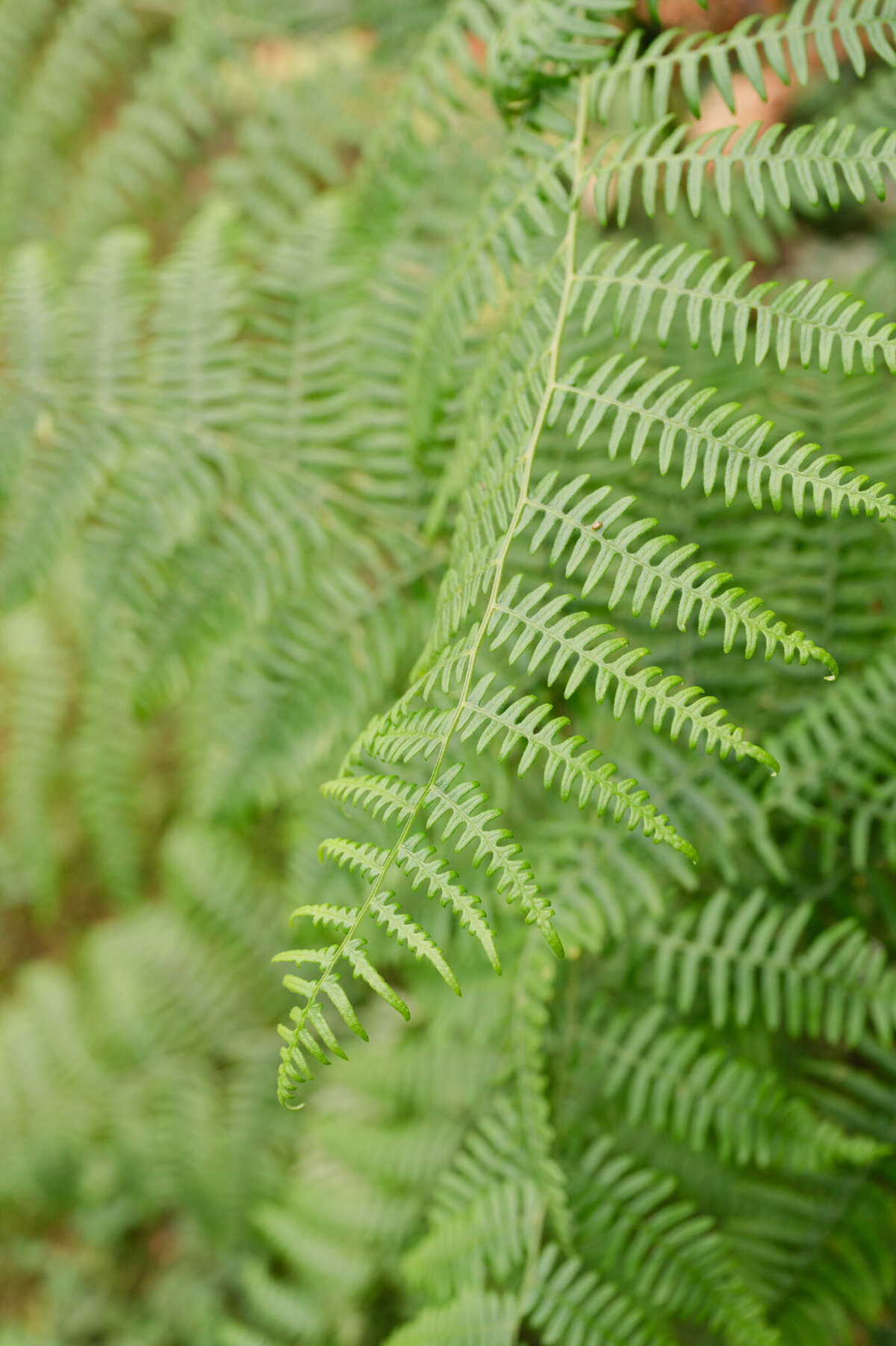 Moon-Mountain-Lodge-Wedding_Caylie-Mash-Photography_NE003