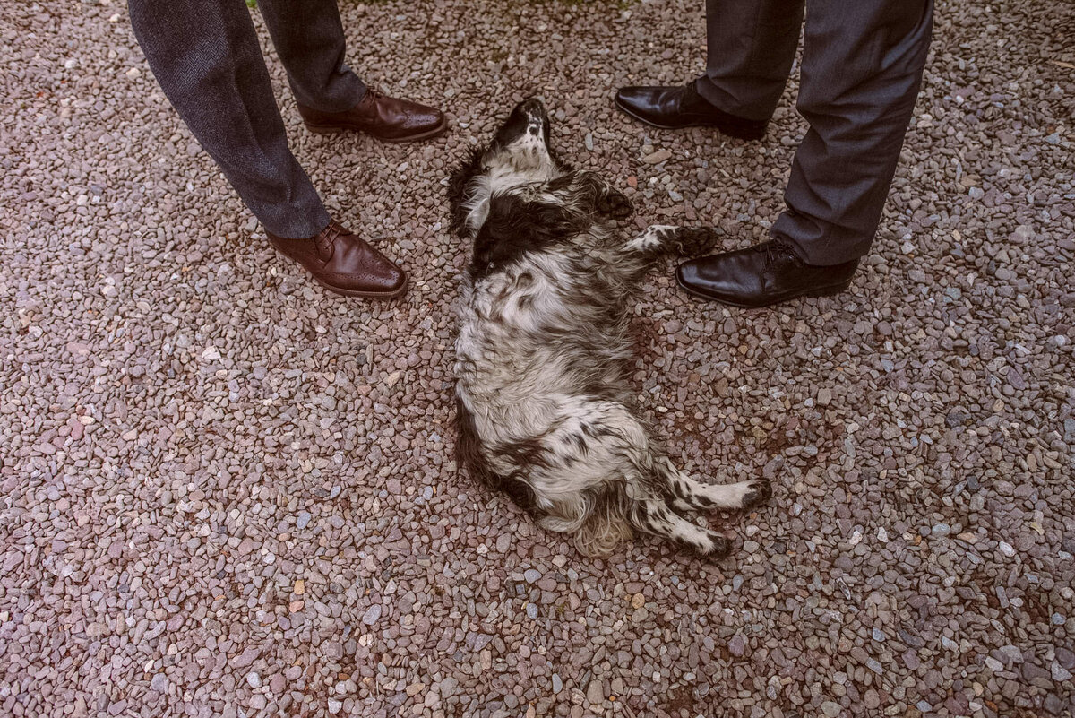 50 dog-at-wedding-leitrim