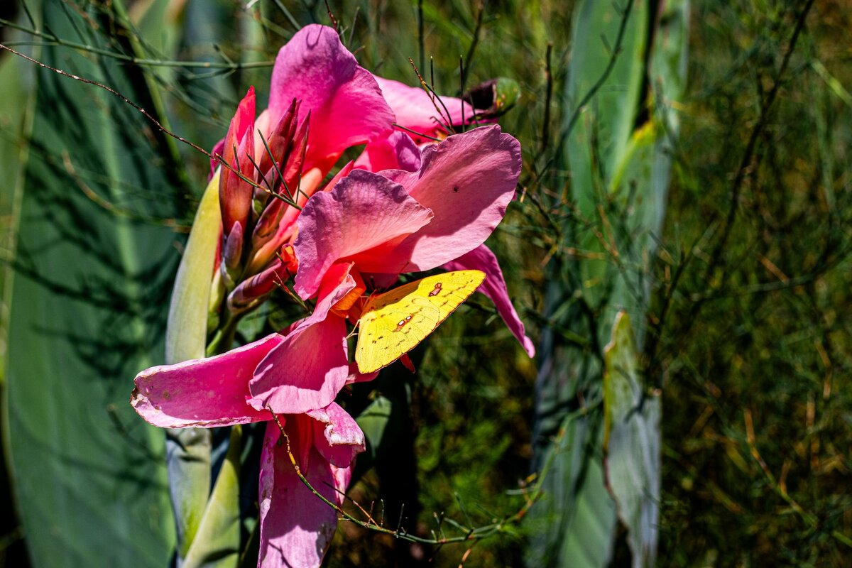 pink-flower-yellow-butterfly-e24b3c3a-2500