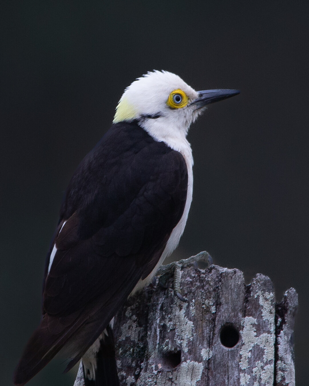 Pajaro Ojo Celeste