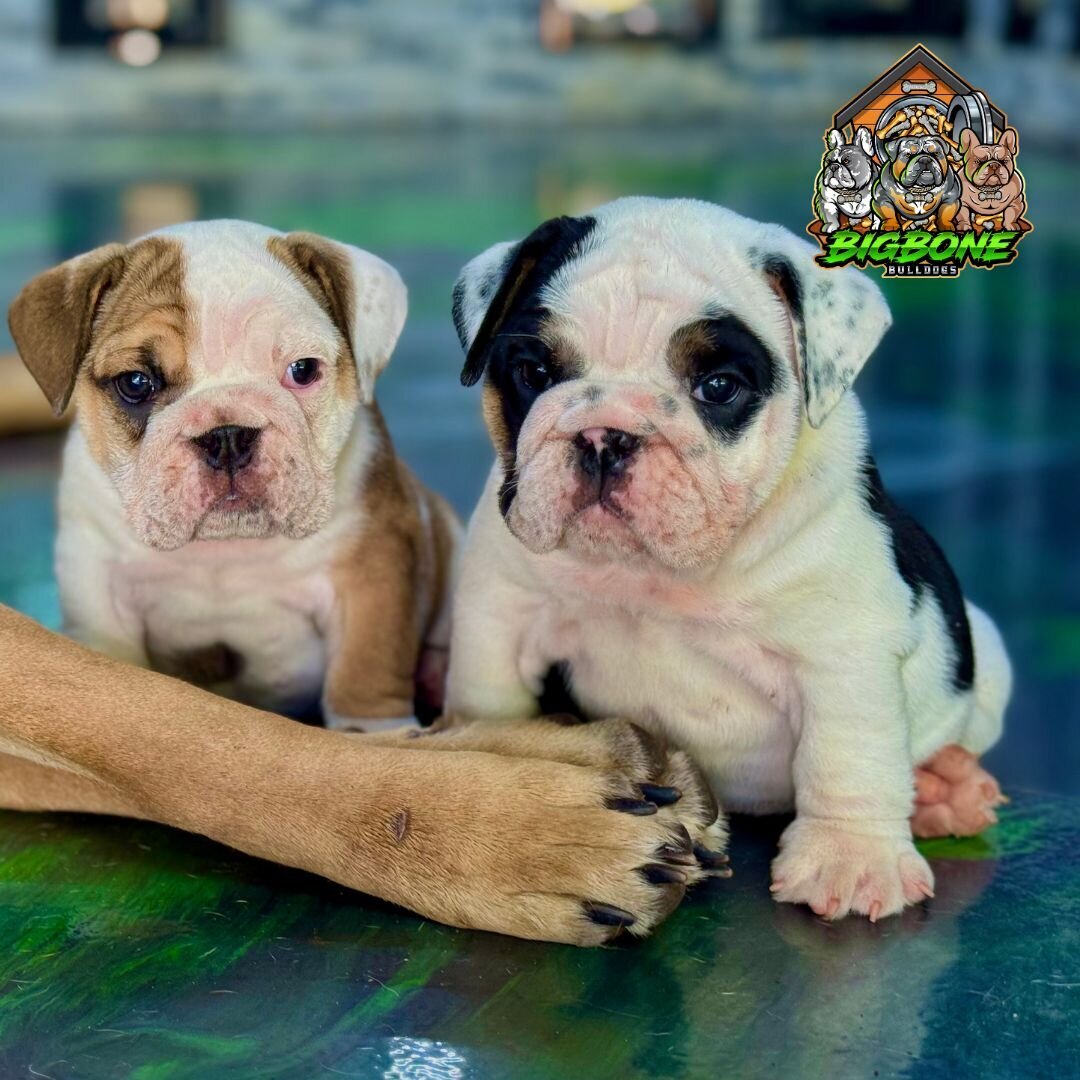 mini eb pups