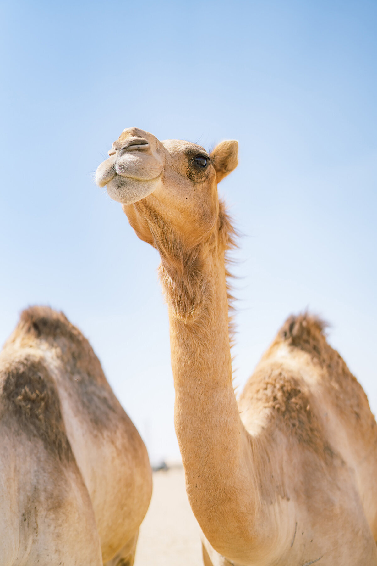 Michelle Norwood Living - Luxury Travel Inspiration - Dubai - benfinch-00537
