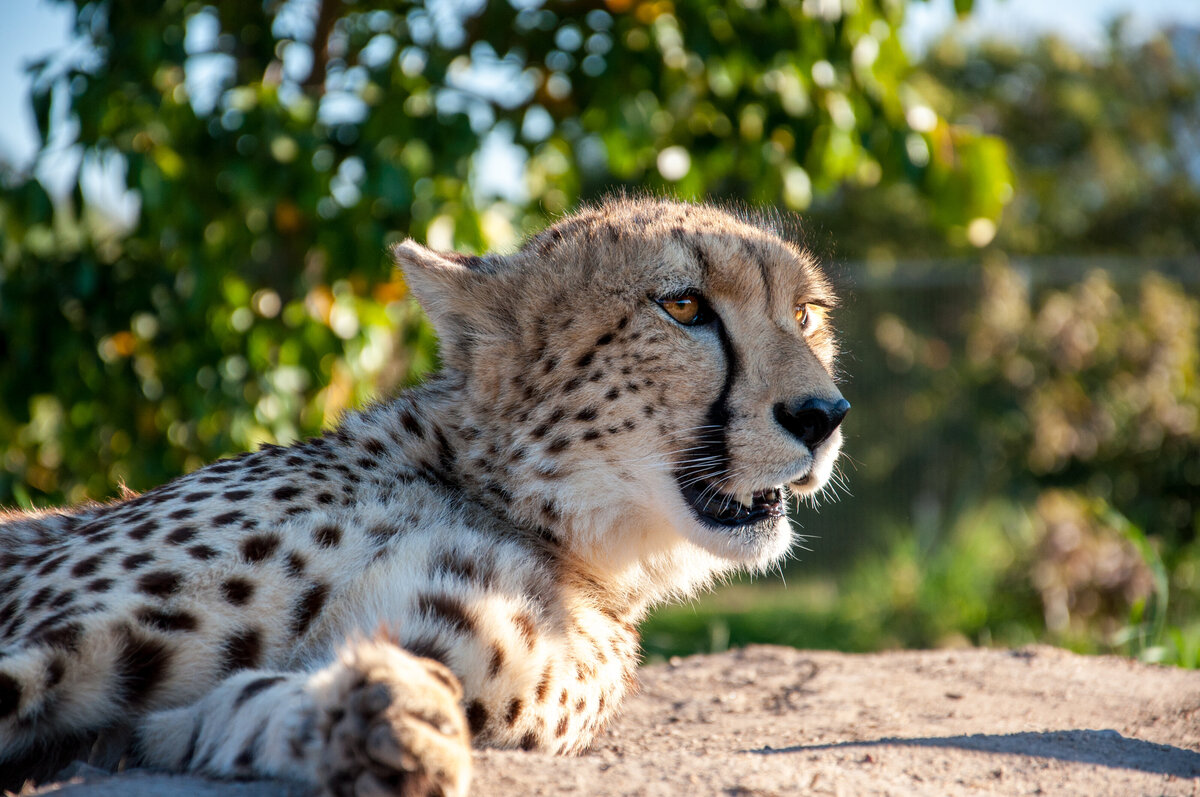 SA (658 of 1042)