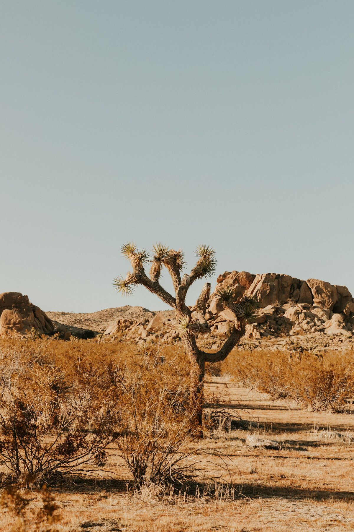 Joshua-Tree-Elopement