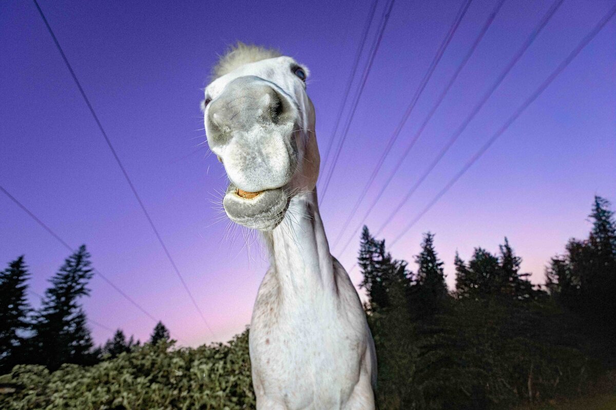 seattle-equine-photographer-20