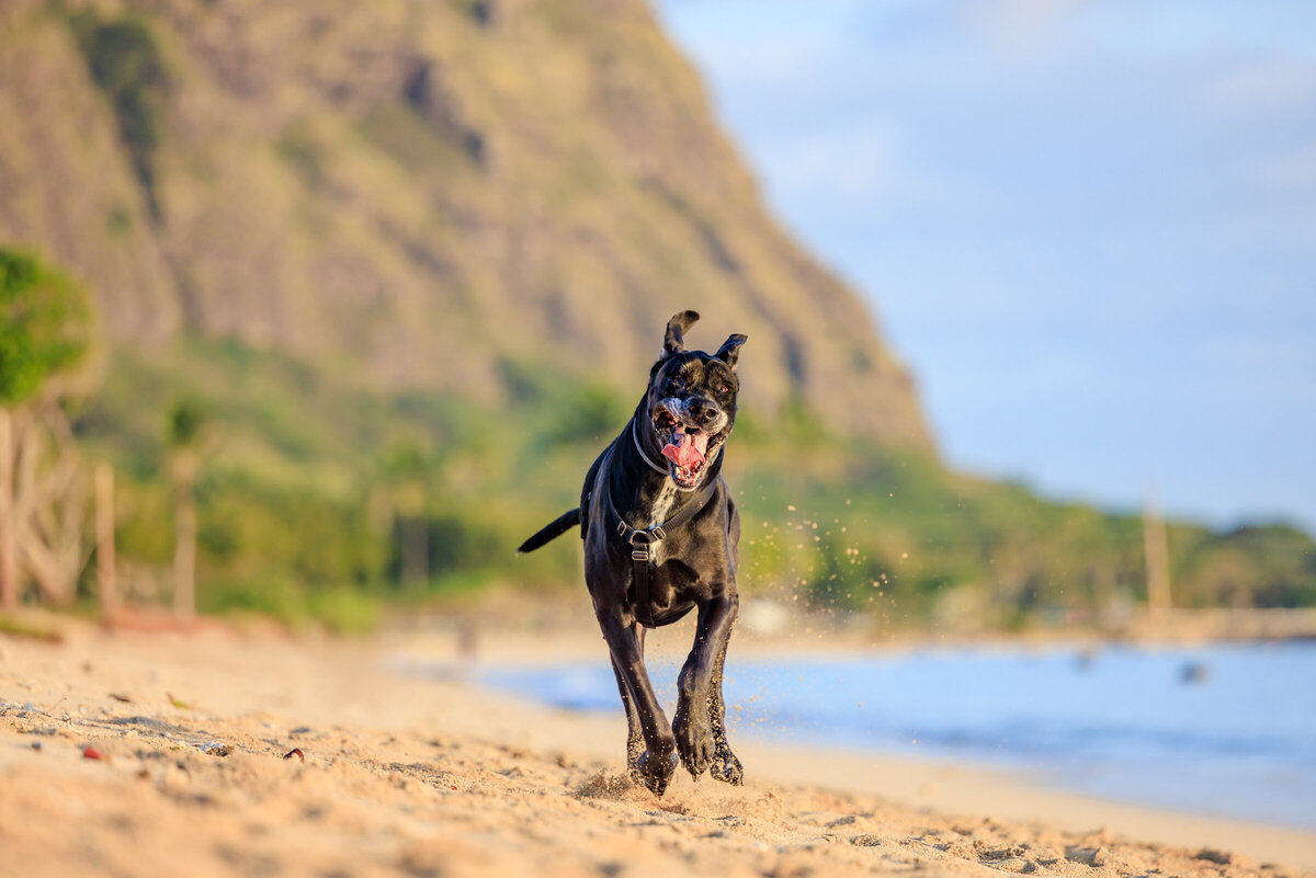 Hawaii Senior Dog Photography-49