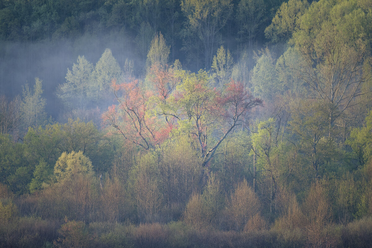 TN-Great-Smoky-Mountains-Nationla-Park-Landscape-Nature-Photography-Chrissy-Donadi-7
