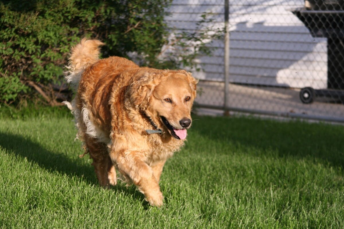 Appelgate-Golden-Retriever-Puppies-Rose-12