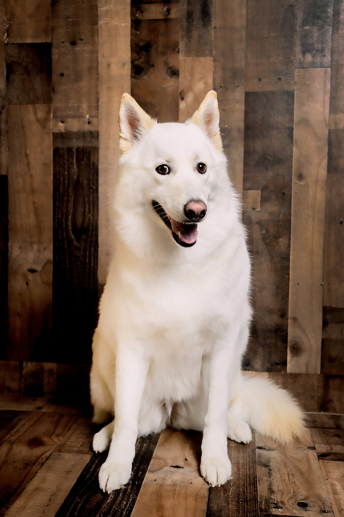 New Orleans Pet Photographer 70