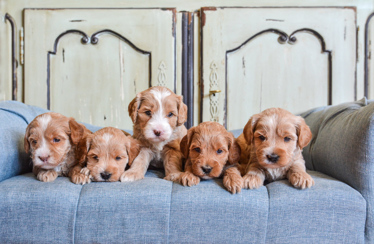 Hilltop Labradoodles Adoption