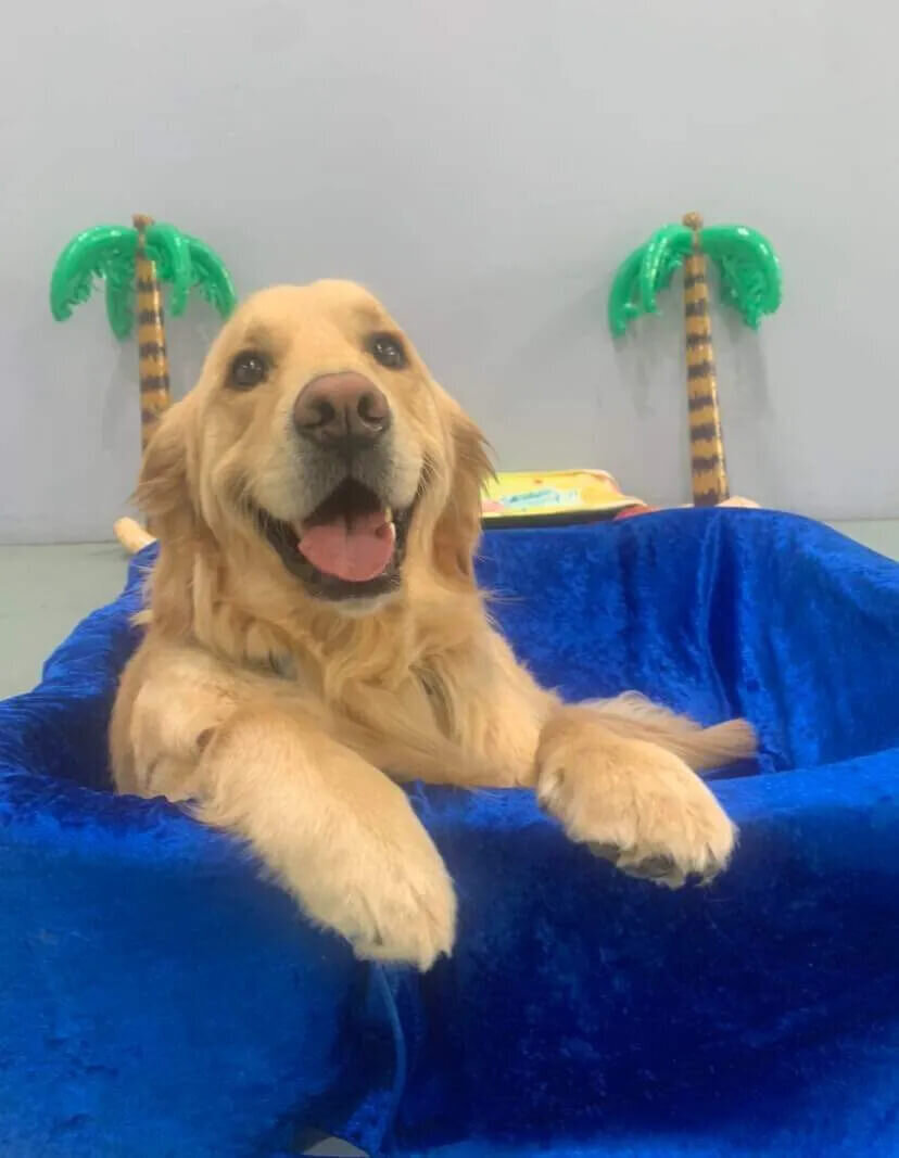 Big Paws Little Paws Dog Daycare 2