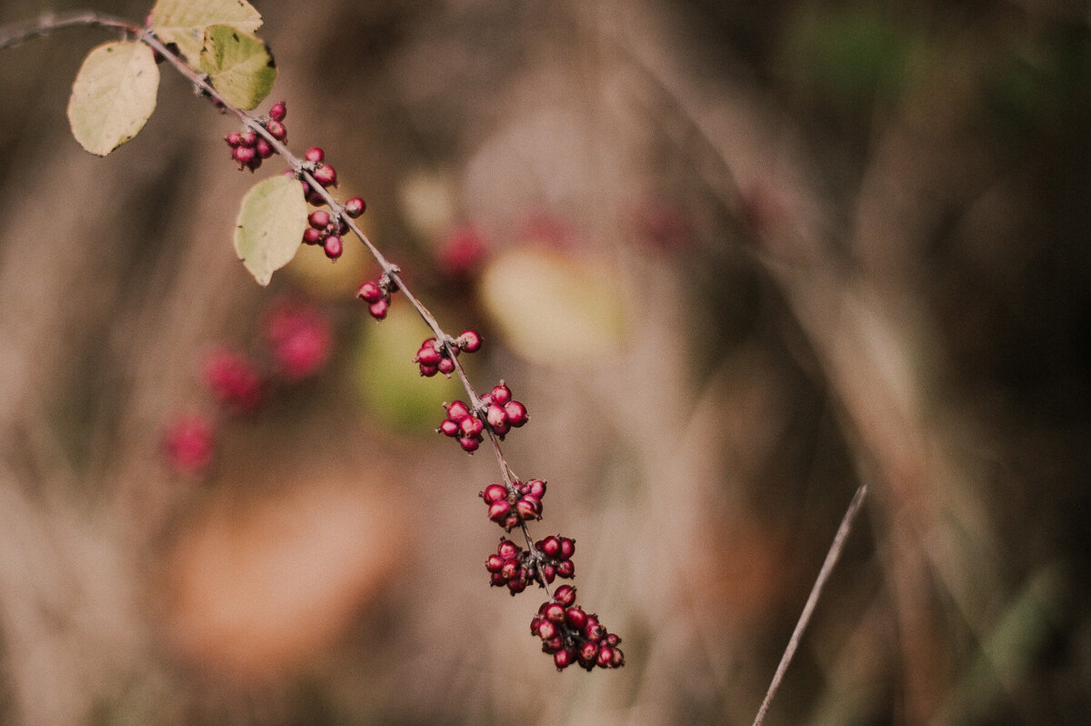 5 - cultivatingautumn25-amf-06