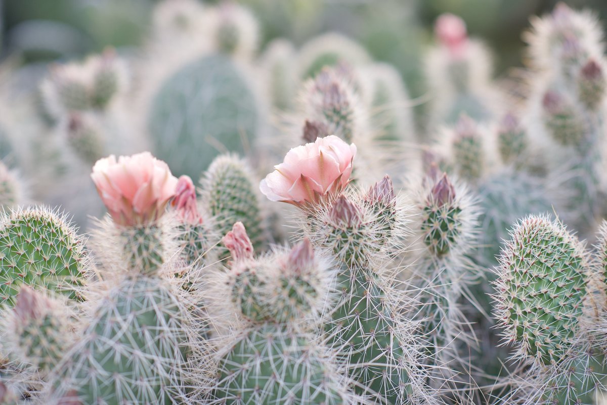 pink desert cactus