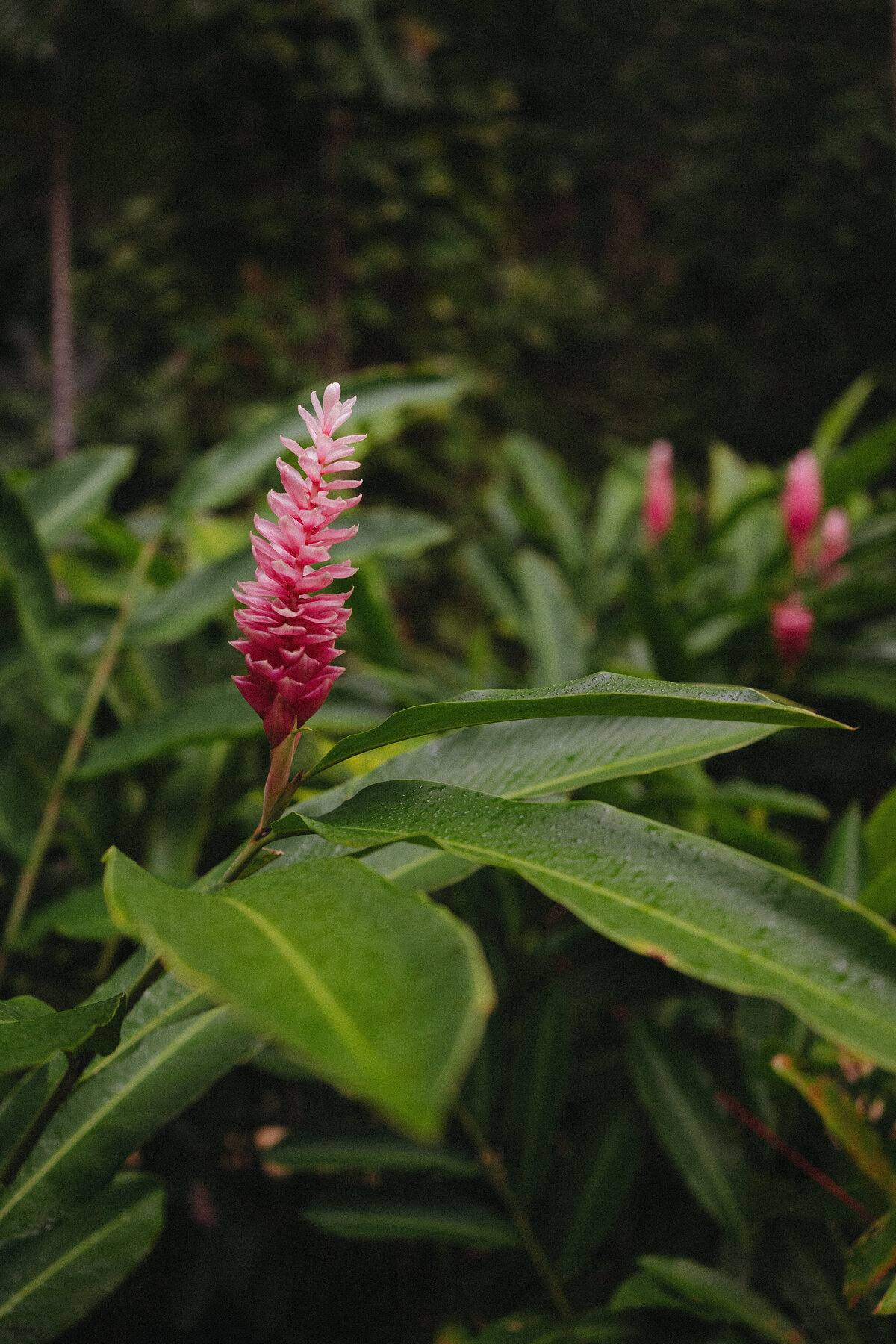 250509HANTYL-adv0005