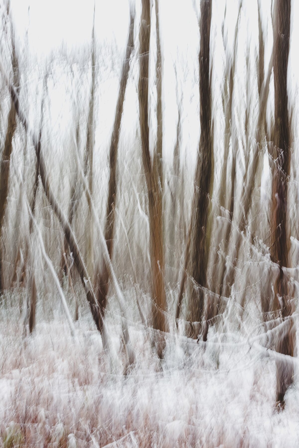 Forest Bathing, Winter 6