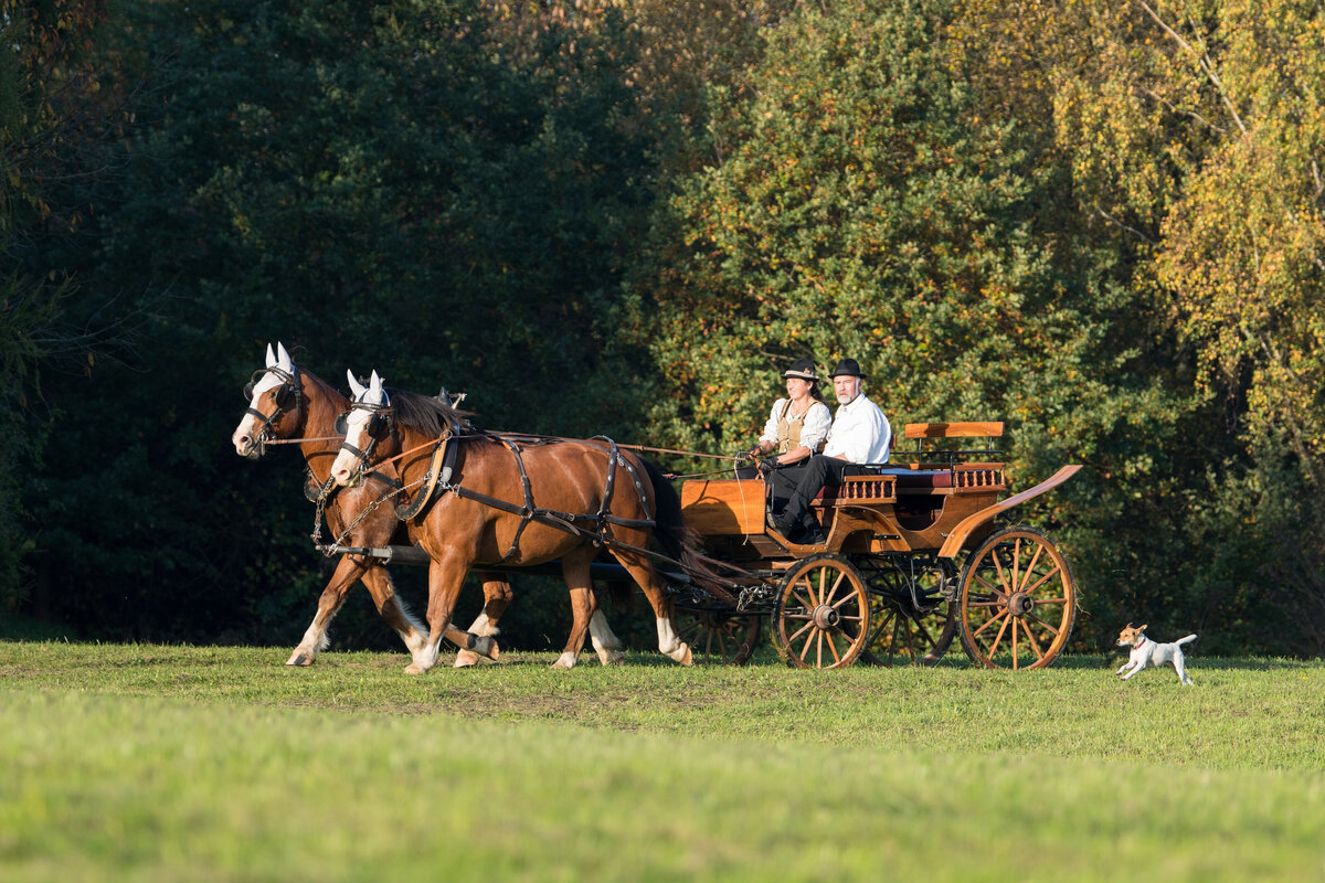 2017_Zafiri_HistorischeKutsche_Freiberger_38