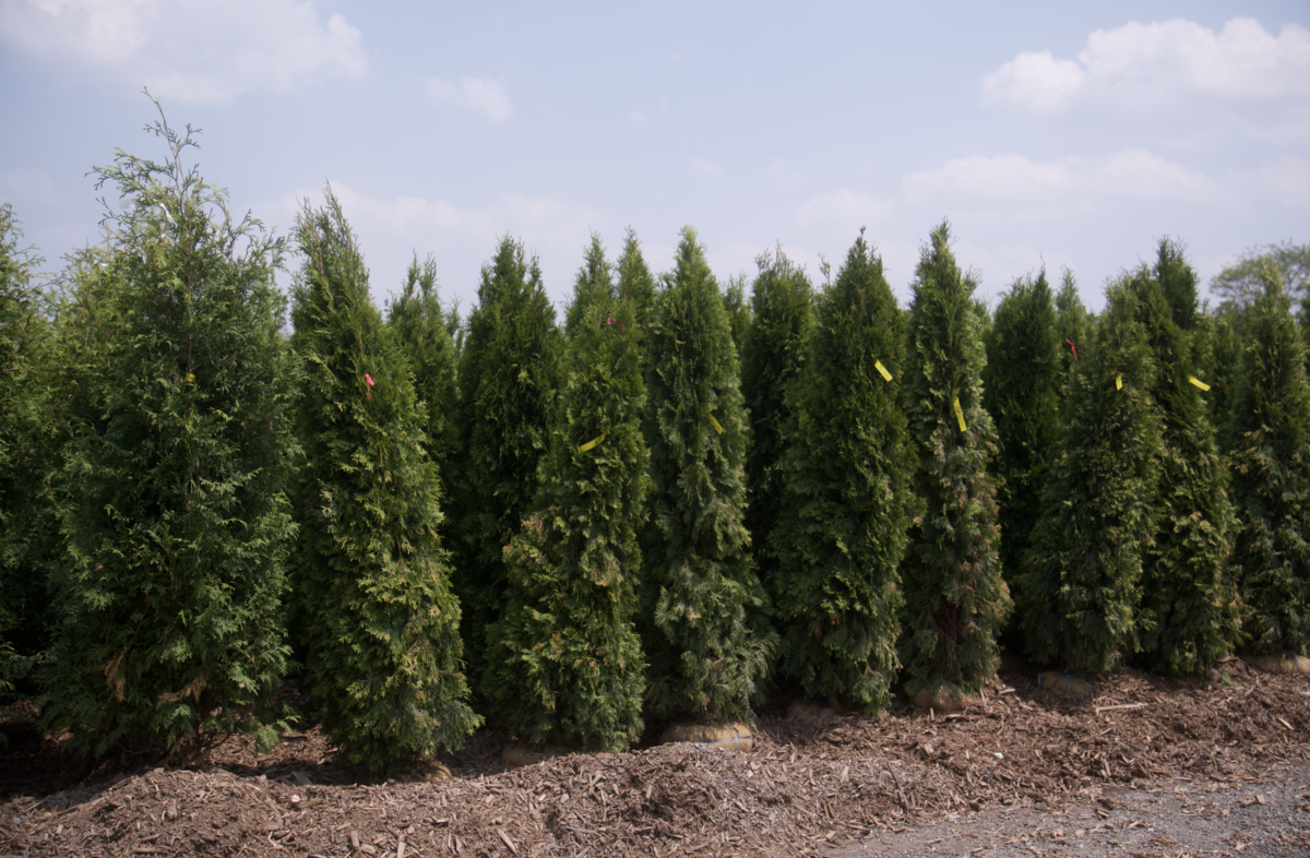 Screenshot 2025-07-18 at 8.10.21 AM