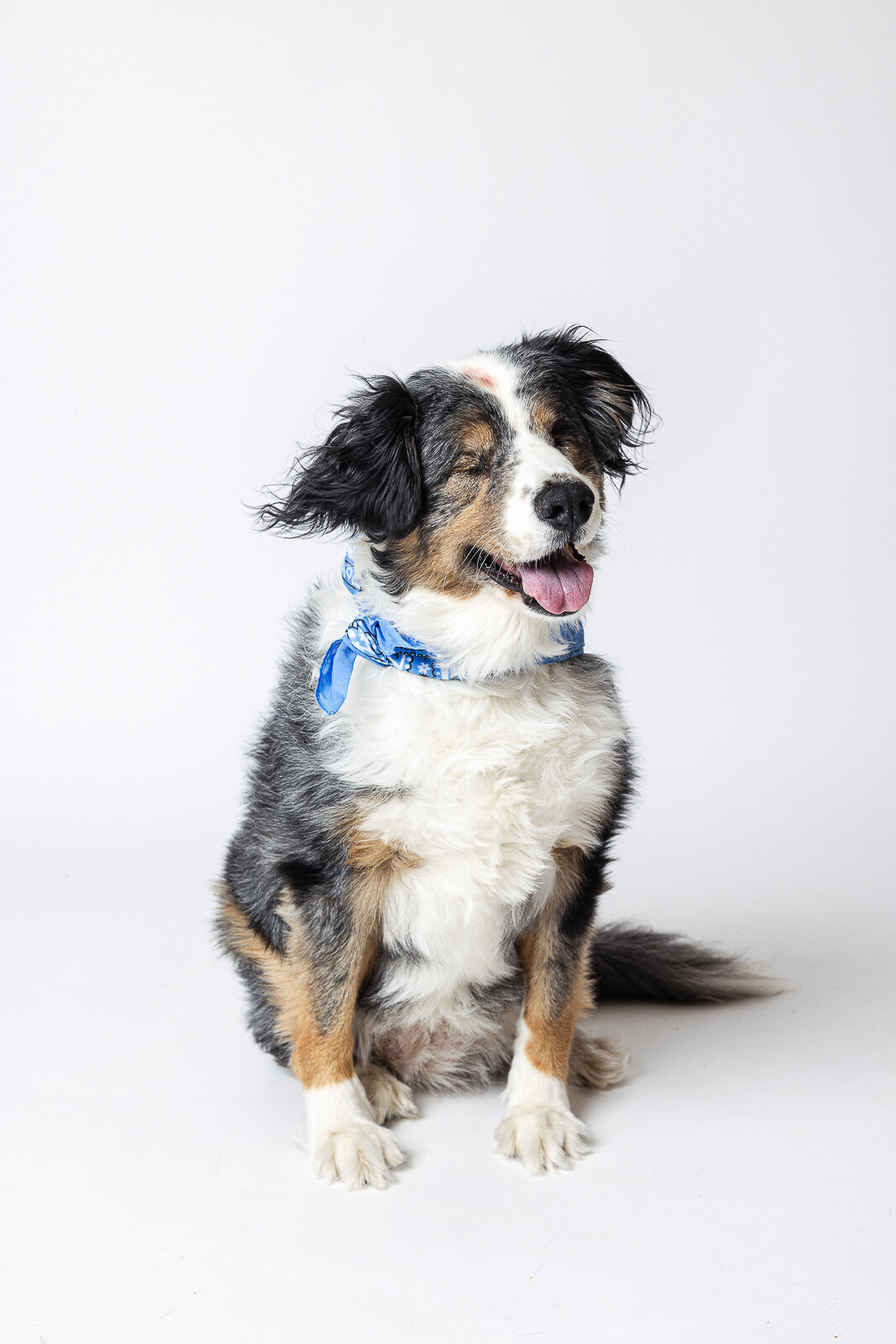 Kaori Stewart_Studio Dog Portrait_145