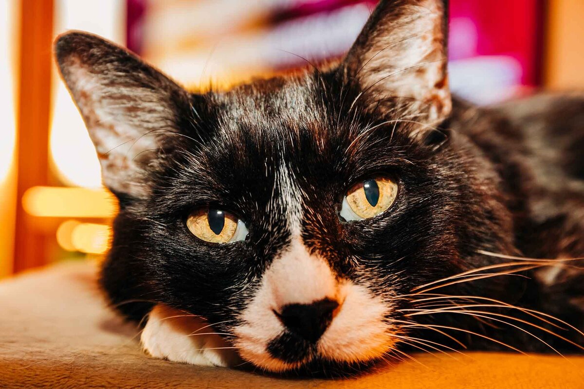 Pet photo of Tuxedo cat taken in Missoula, Montana