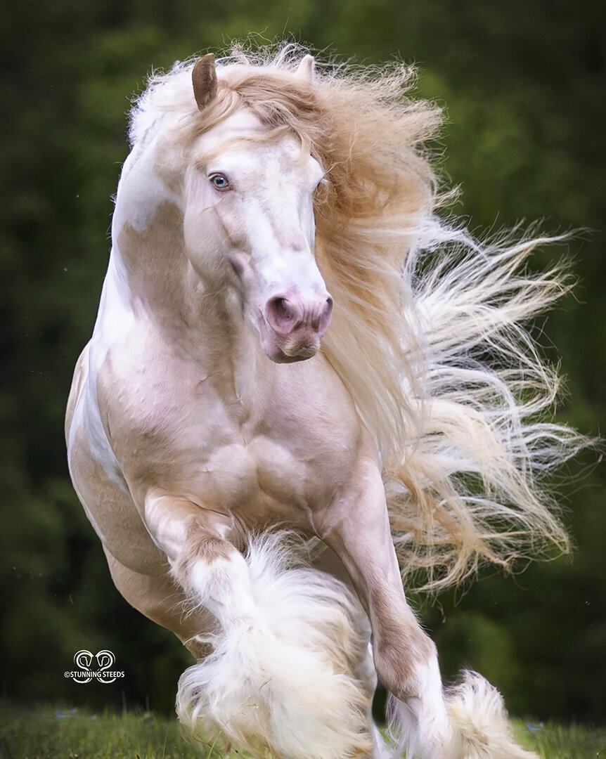 AA0I3935©StunningSteedsPhoto-LR
