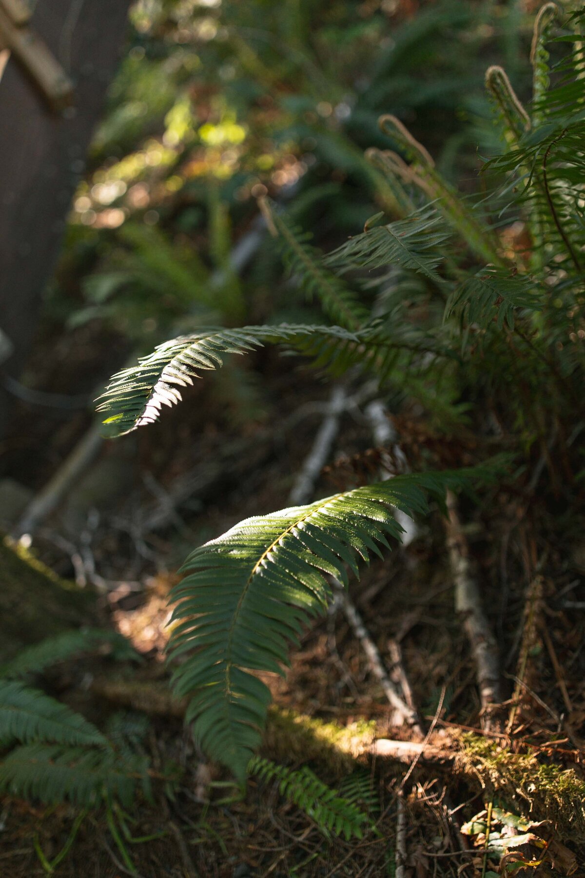 treehouse-elopement-oregon-coast-2
