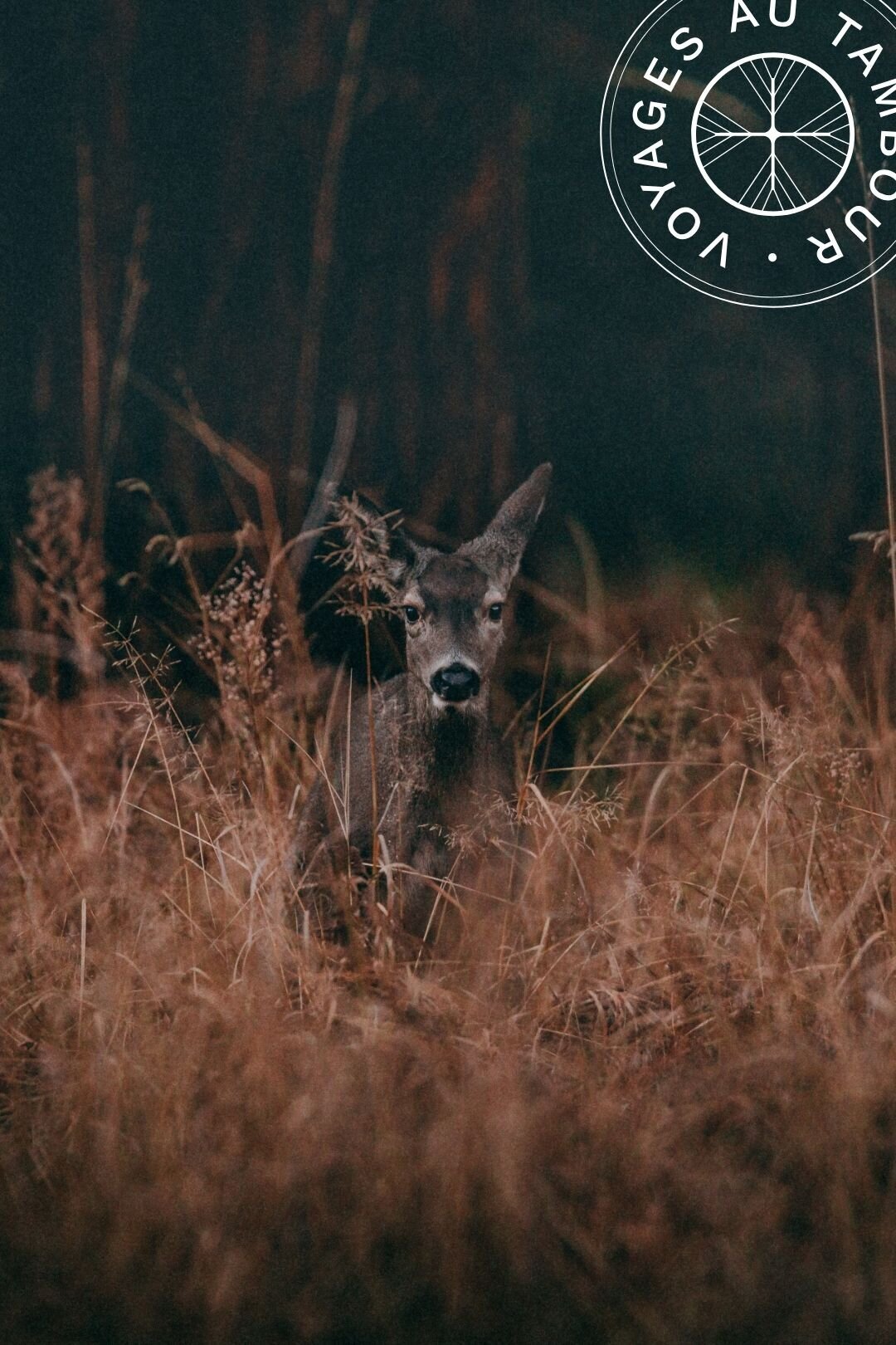 portfolio-bewildstudio-VAT6