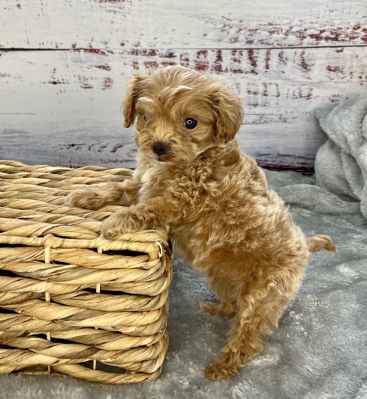 Chex(2)
