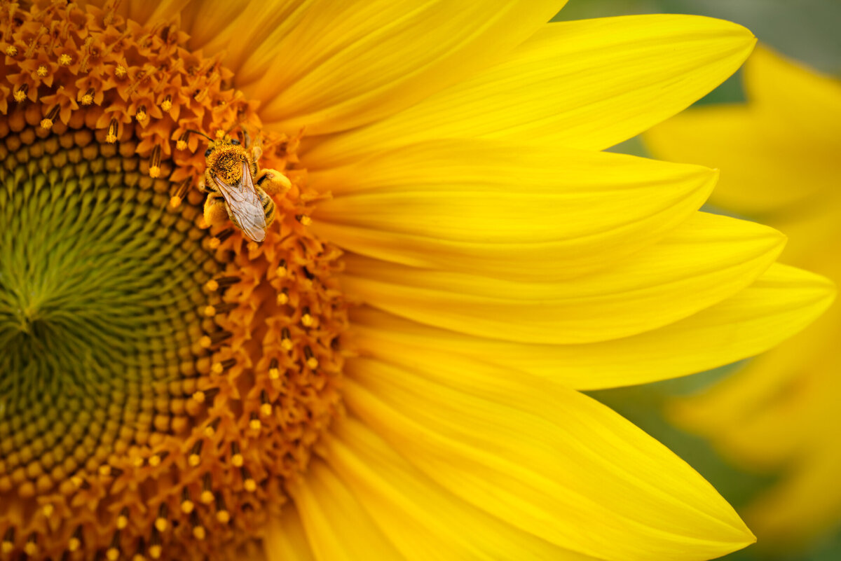 Macro photo of a sunflower with a pollen laden bee.