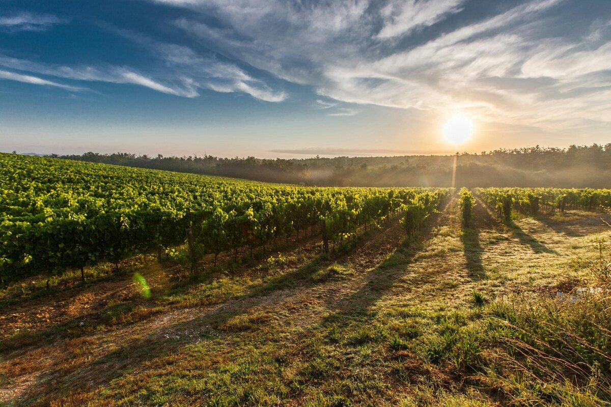 Central California Coast Appraisals for Wineries and Vineyards