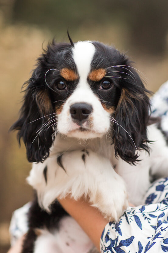 king-charles-spaniel-puppy