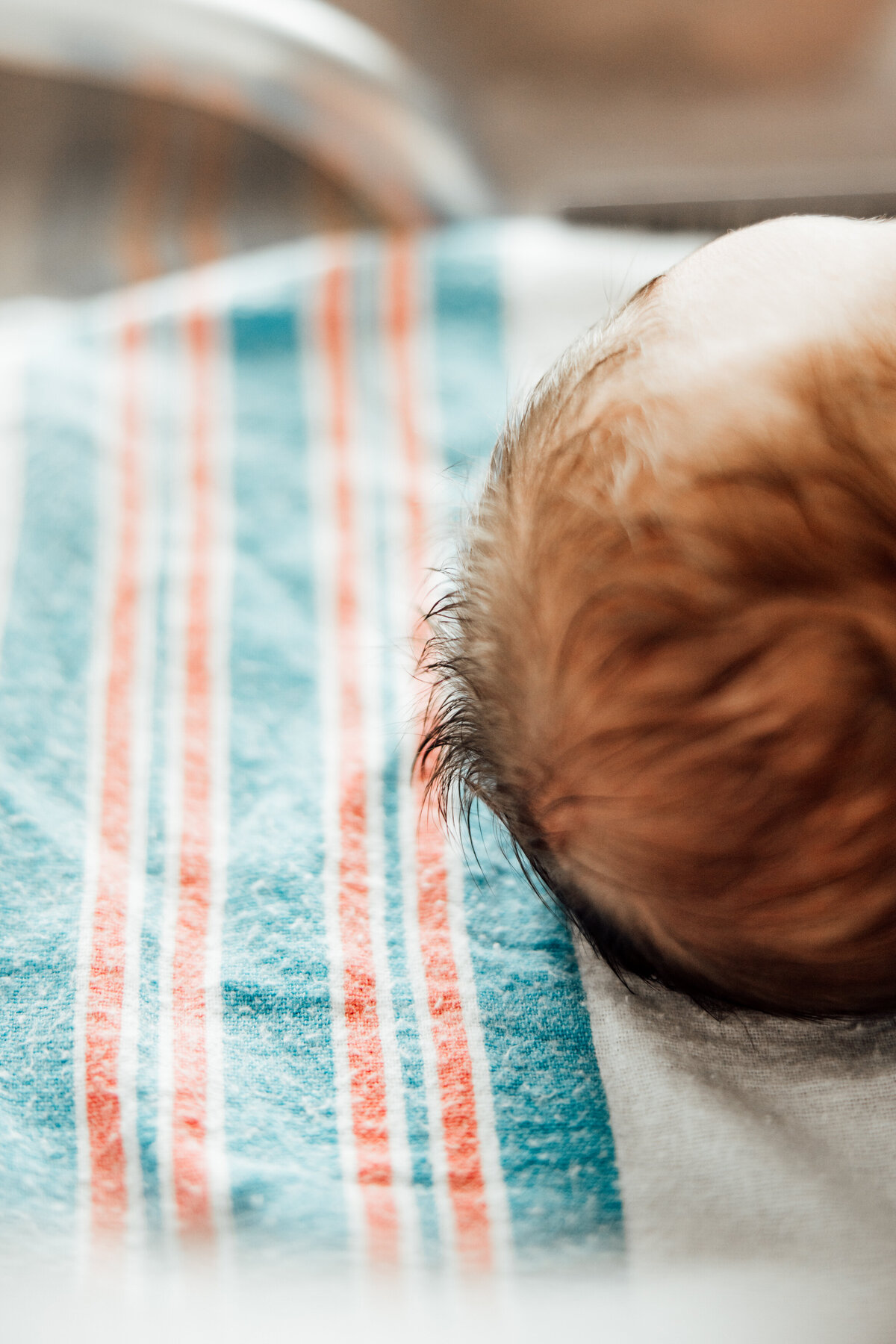 fresh 48 baby photography huntsville