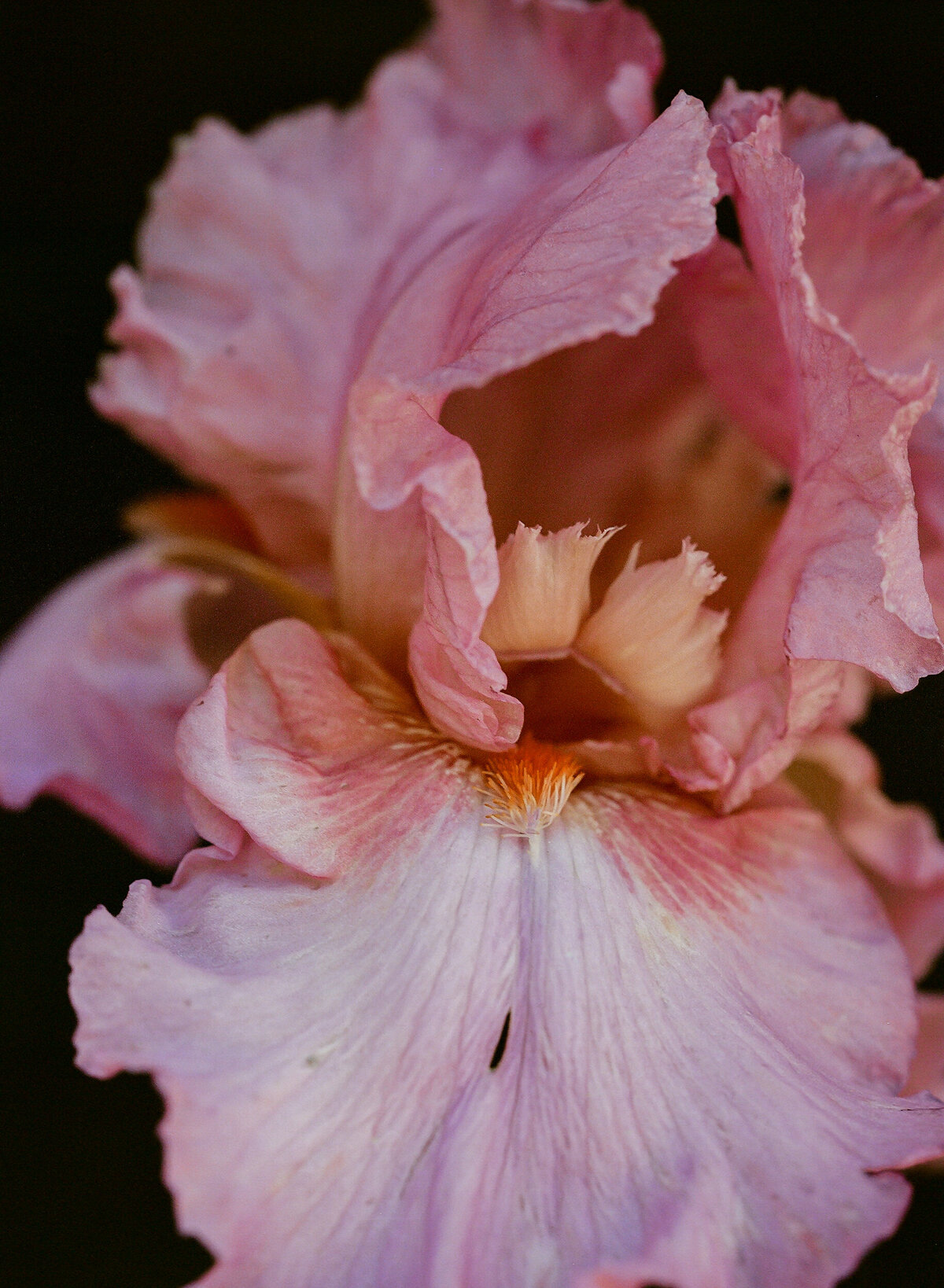 DT-25-siren floral workshop-19
