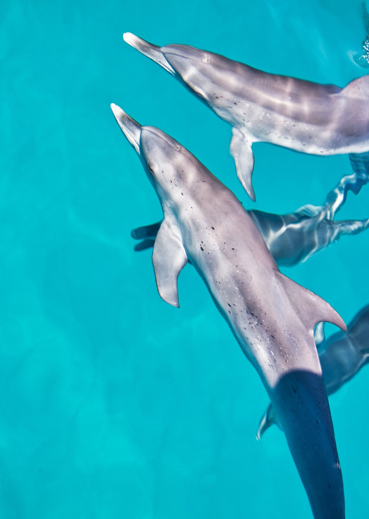 dolphin from boat copy