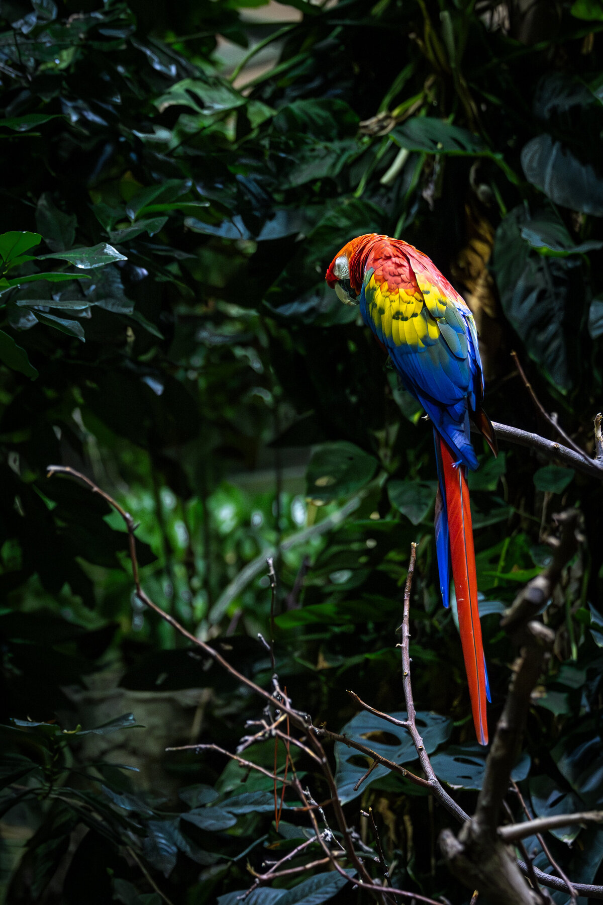 Ara Rouge Biodôme de Montréal Événement nocturne