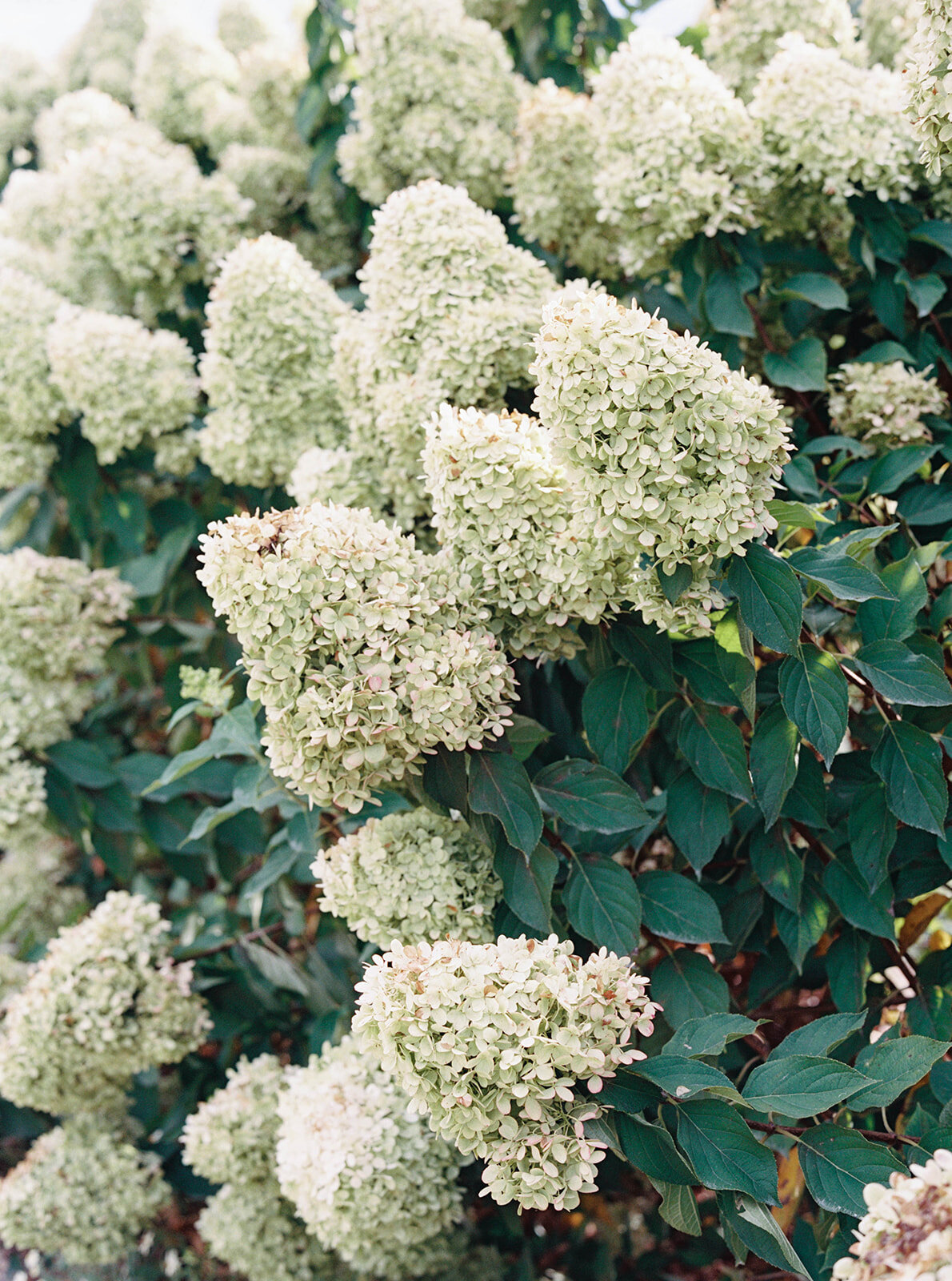Pippin Hill Wedding Photographer Charlottesville Natalie Jayne Photography-41