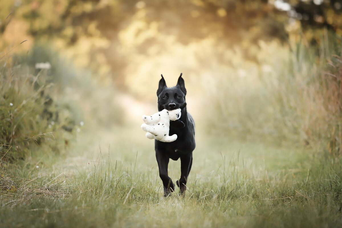Hondenfotografie-in-de-natuur---ByMarita-Fotografie-13