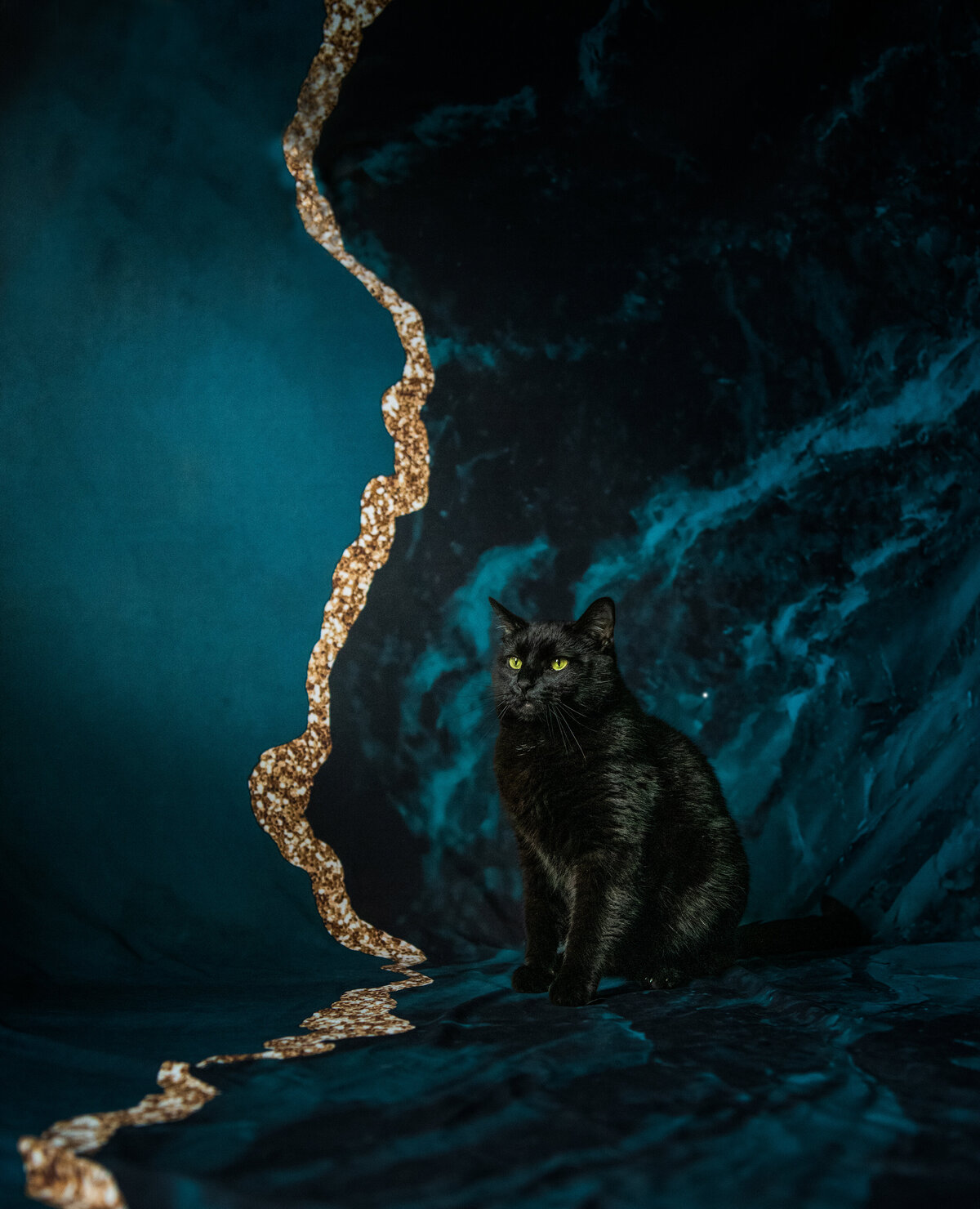 black cat portrait with a blue background achieved with travel studio. Captured during a pet session in Duluth, MN with Joanna of Paddle Paws Photography.
