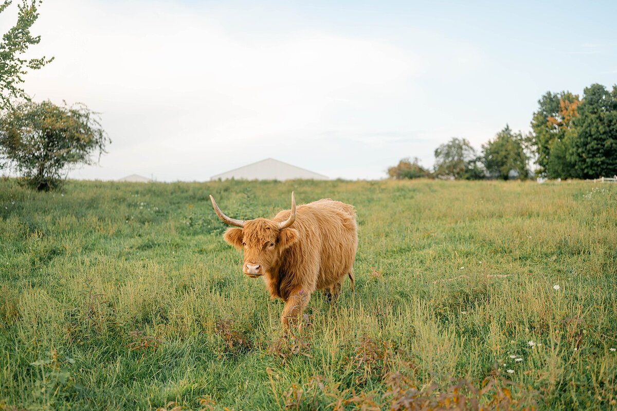 Samantha Walker Photography specializes in photos with Highland Cattle.