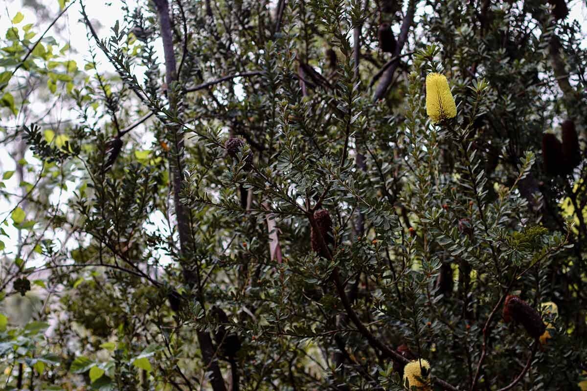 banksia-halls-gap