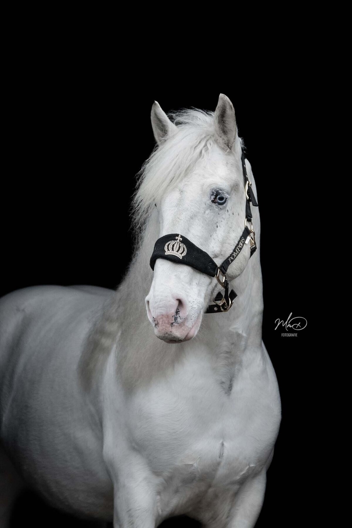 paardenfotograaf friesland-4