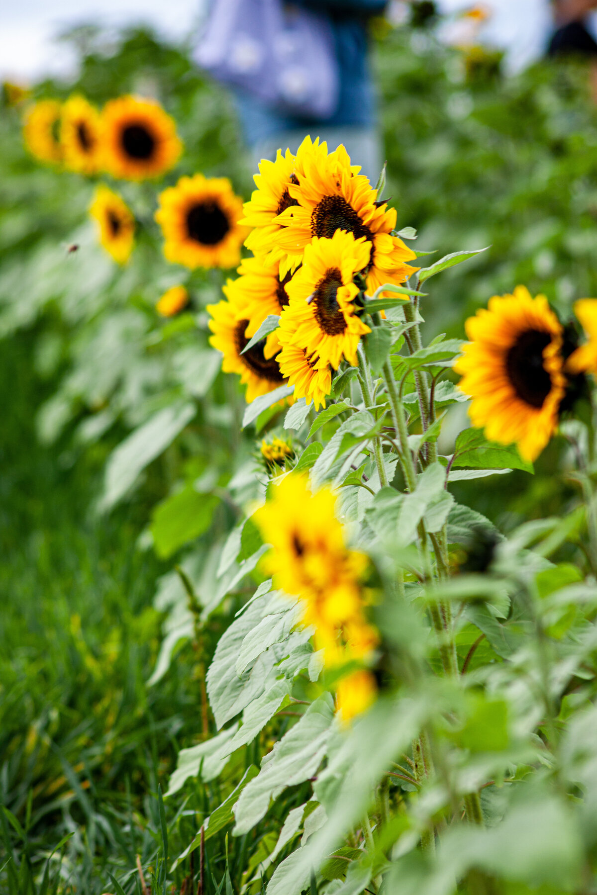 fineArt_events_SinklandFarms_Sunflowers-1355