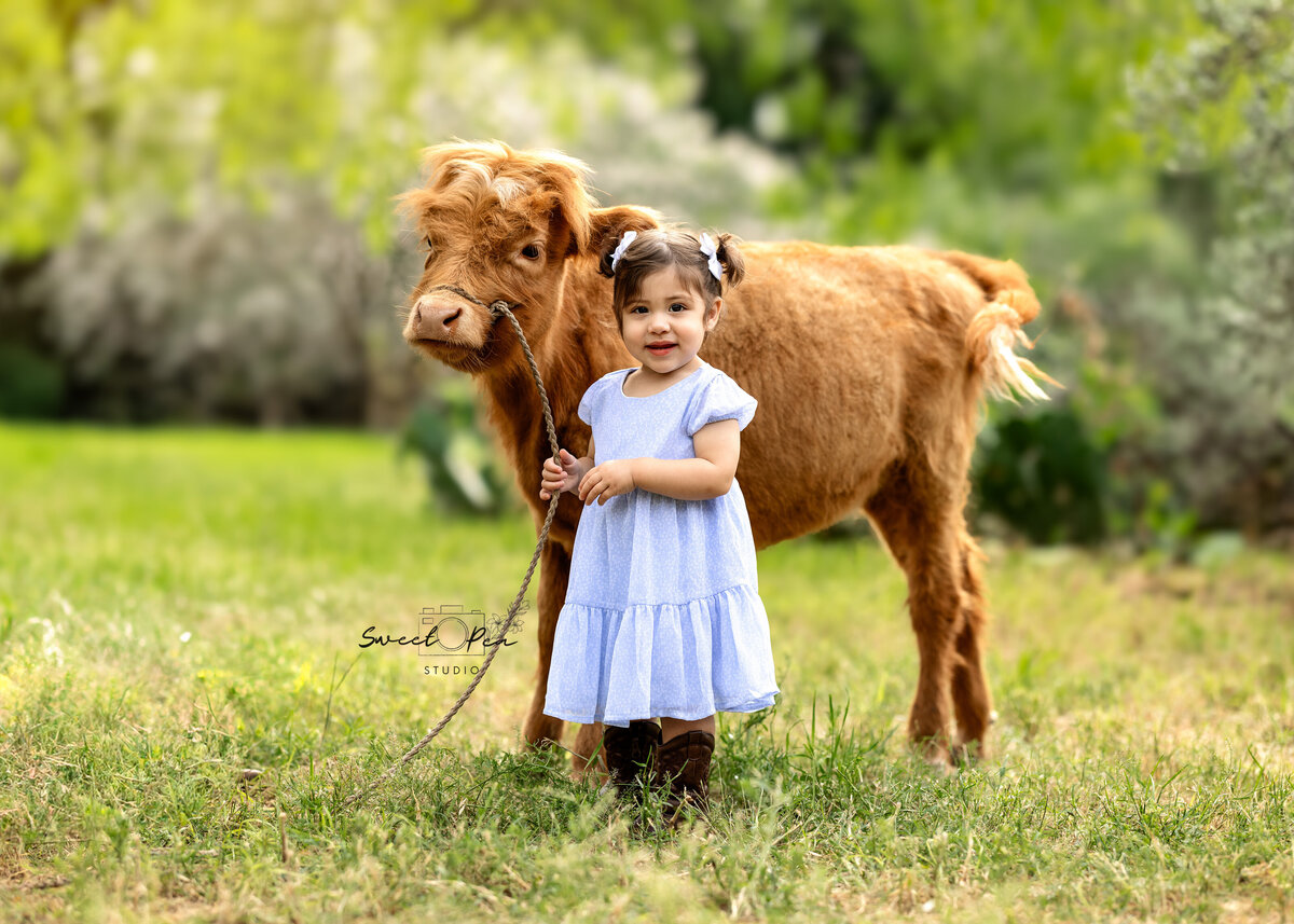 Daphne cow