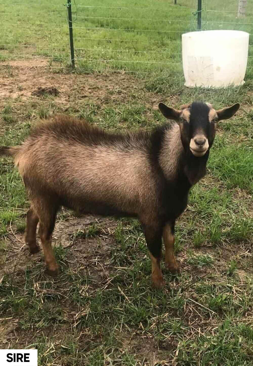 nigerian-dwarf-goat-primrose-sire-2