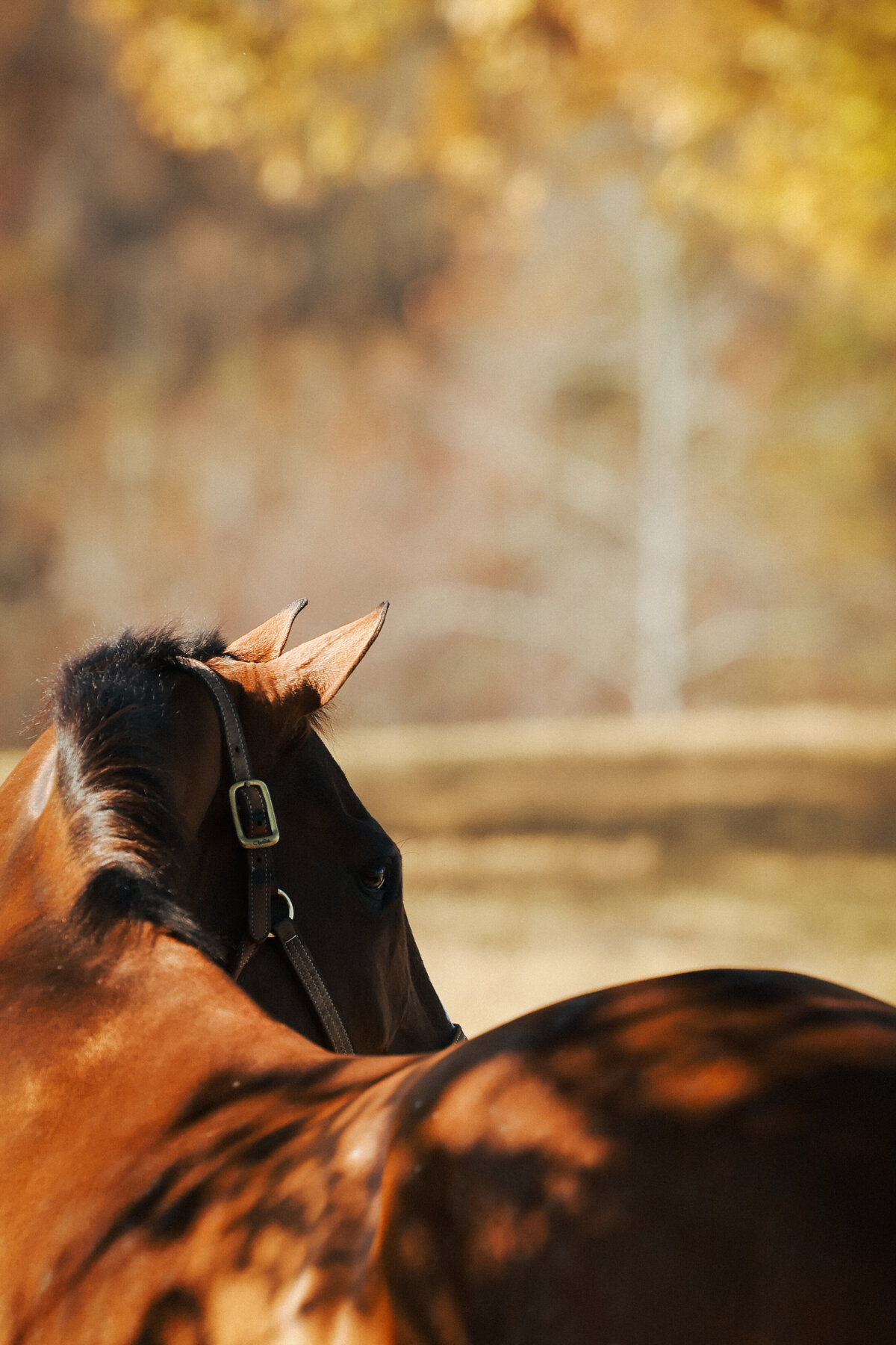 Equus_nov_2025_BridledMedia-0944