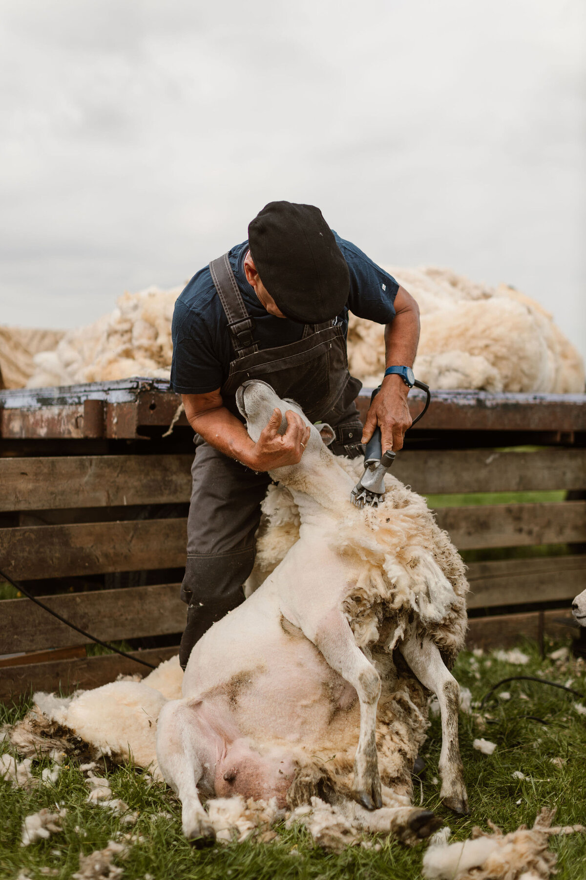 Goudenmomentenfotografie-schapenscheren-41