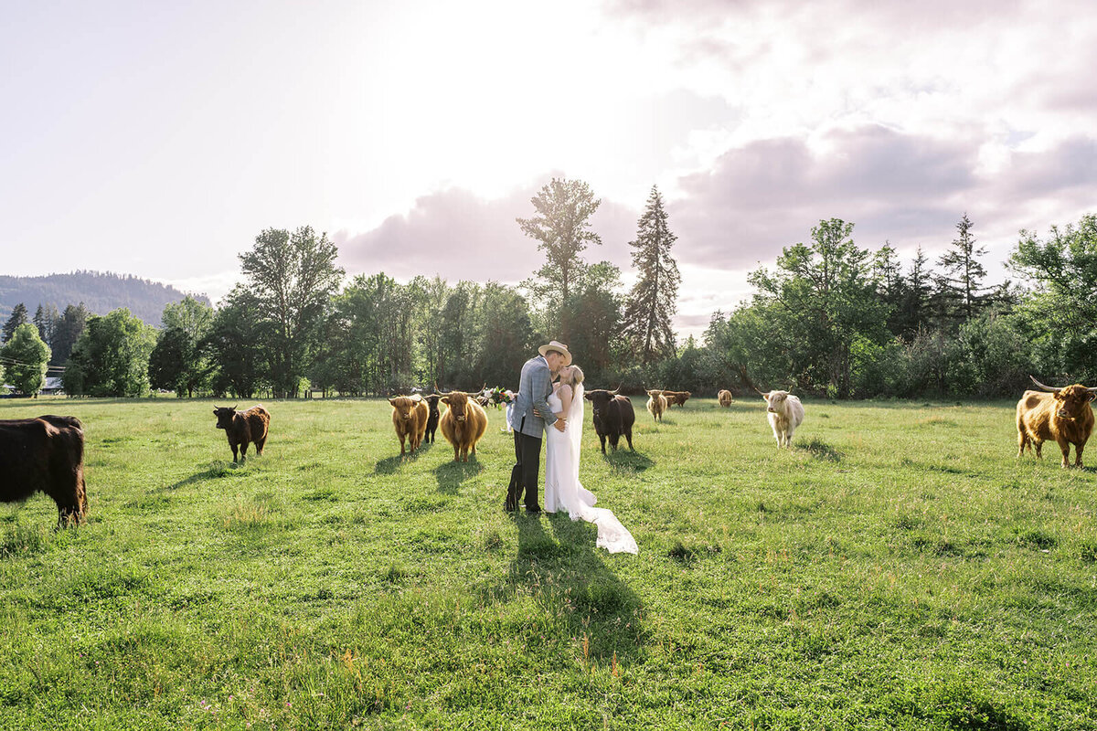 A bride and groom kiss in a field with cows with trees and sky in the background.