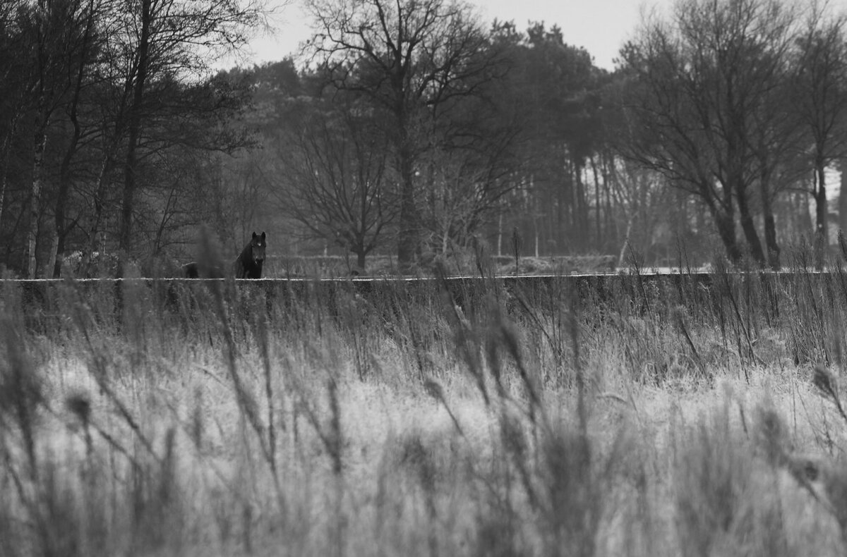 Bart Van der Moeren - De Stille Kempen - 028