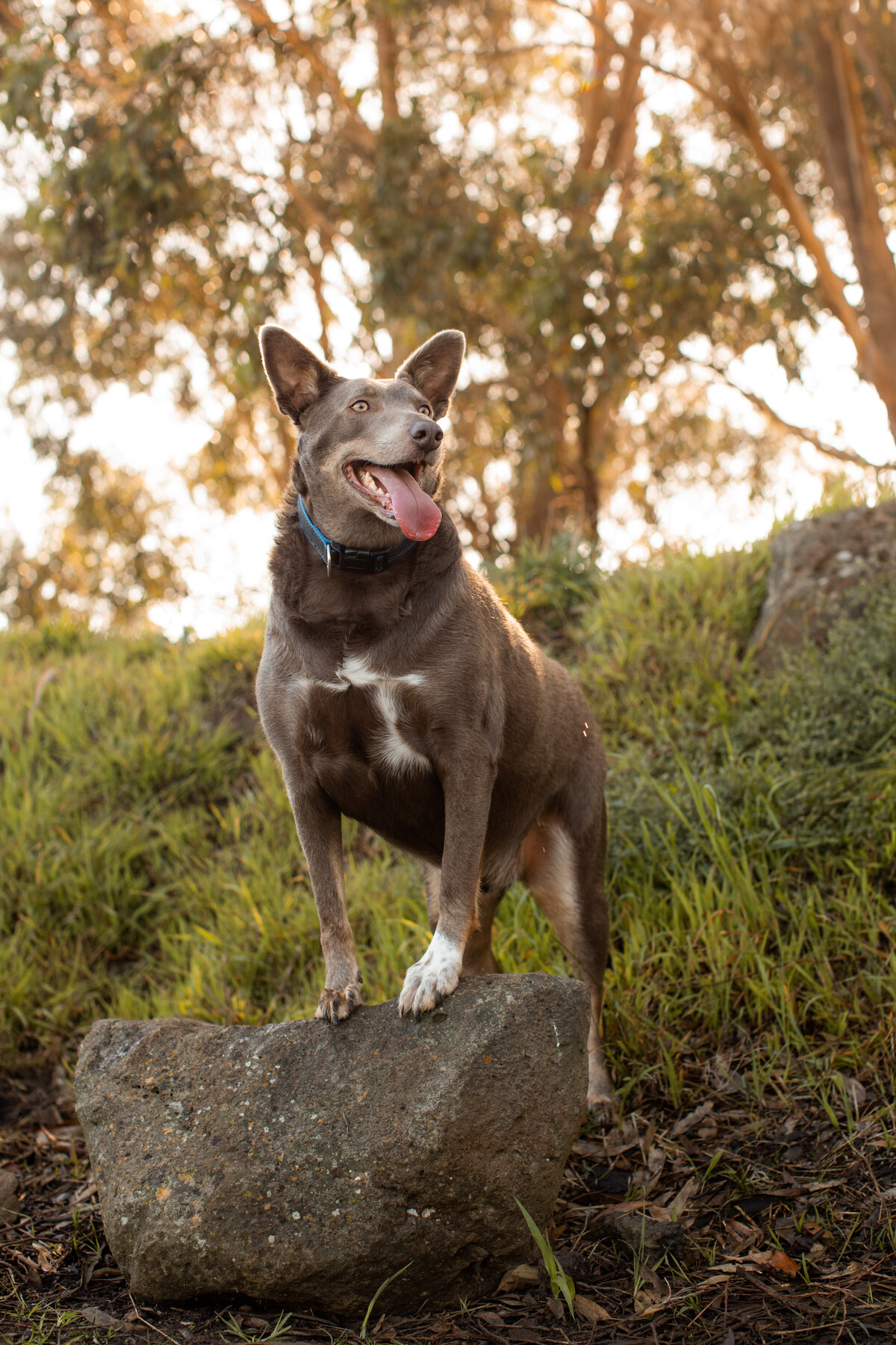 Keilor dog walker-13