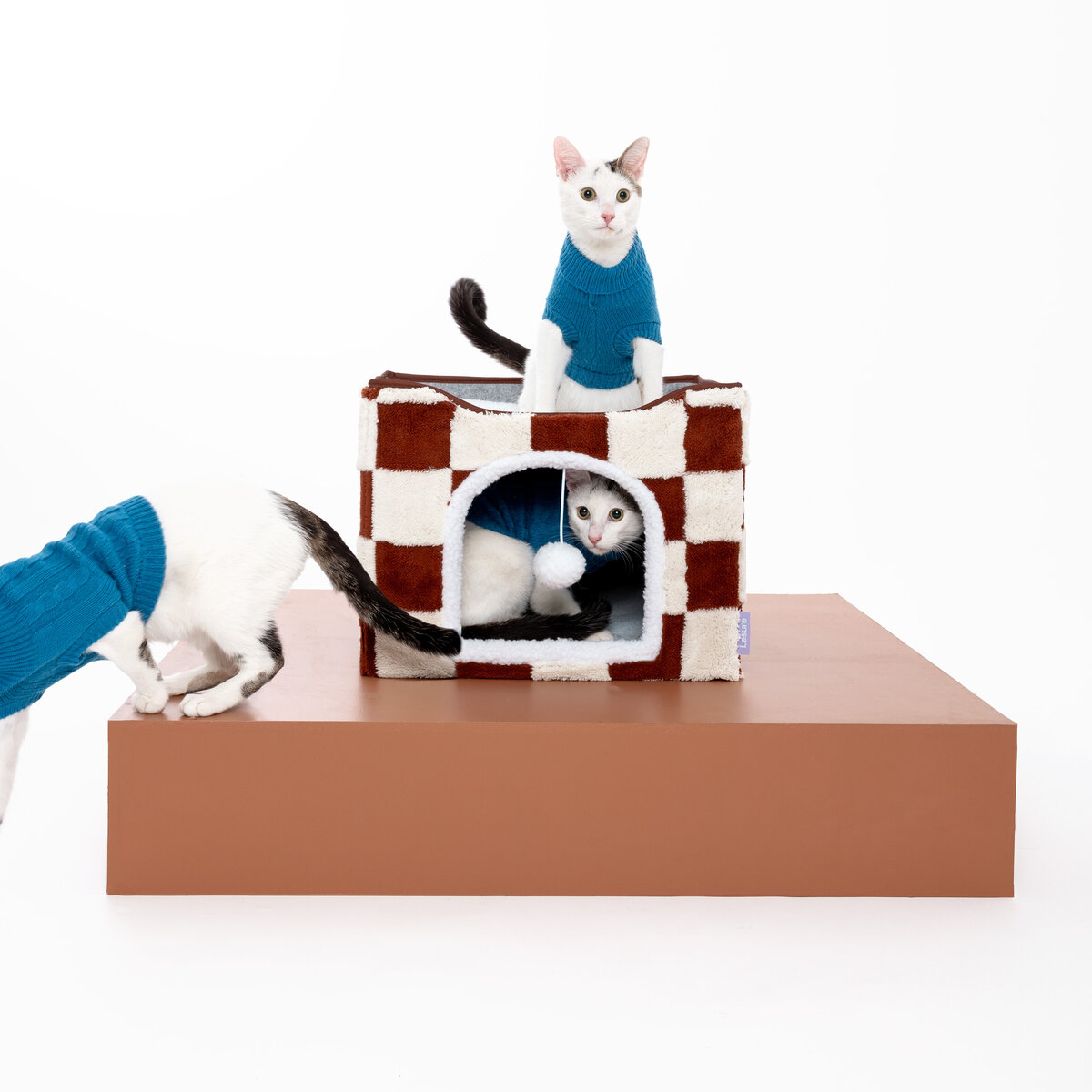 catphotoshoot-110-Edit